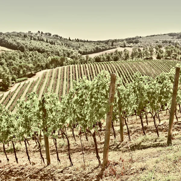 Vignoble en Italie — Photo