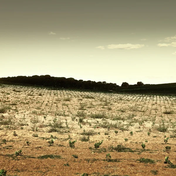 Young Vineyard in Italy — Stock Photo, Image