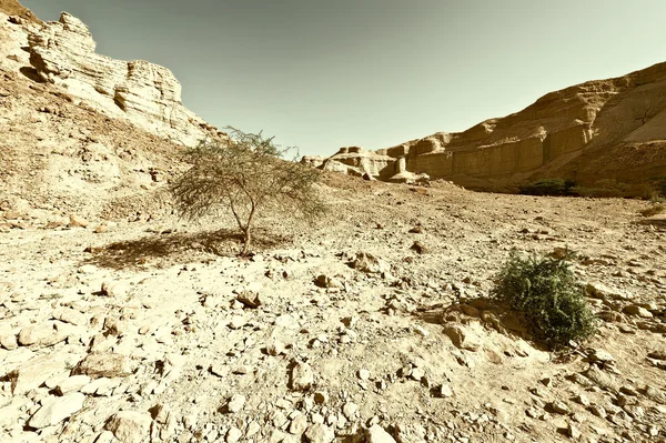 Steinwüste in Israel — Stockfoto