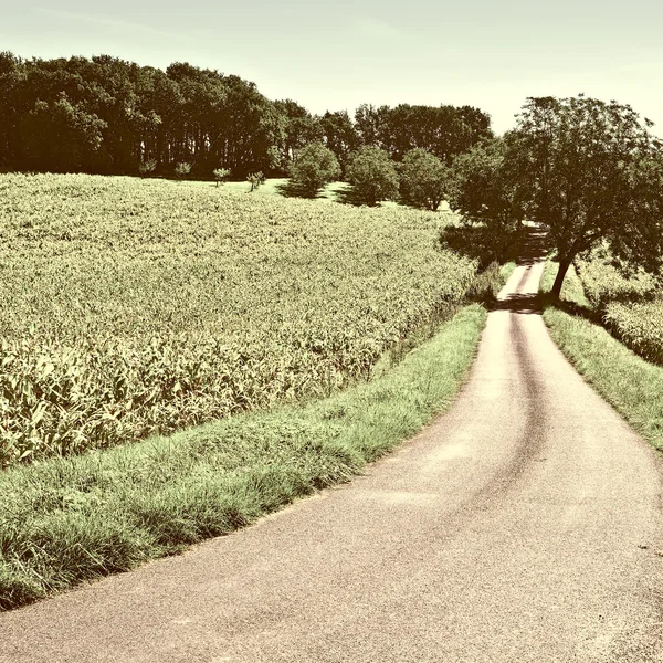 Plantación —  Fotos de Stock