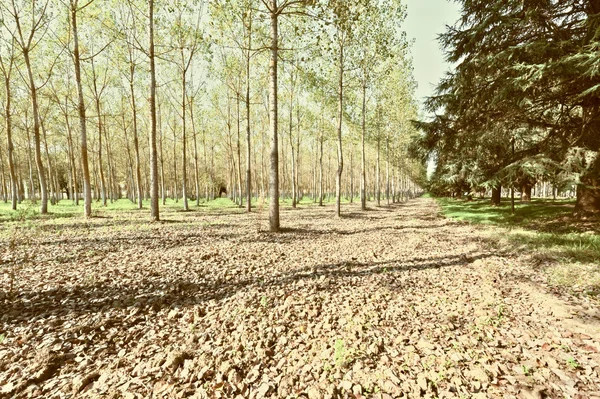 Bosque — Foto de Stock