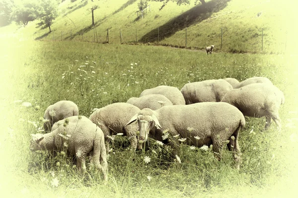 Betande fåren — Stockfoto