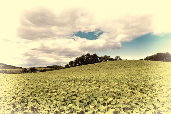 Plantación de girasol — Foto de Stock