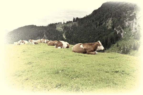 Пасущиеся коровы — стоковое фото