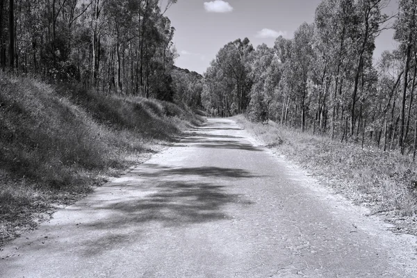 Estrada florestal — Fotografia de Stock