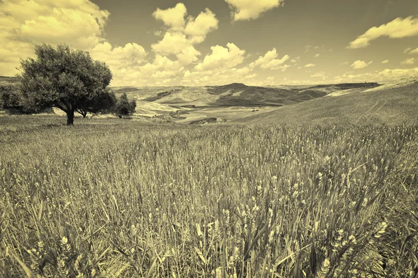 Χωράφια με το σιτάρι — Φωτογραφία Αρχείου