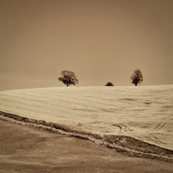 Wheat Fields — Stock Photo, Image