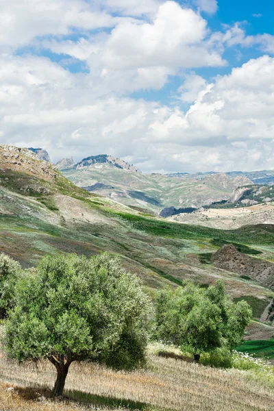 Olijfbomen — Stockfoto