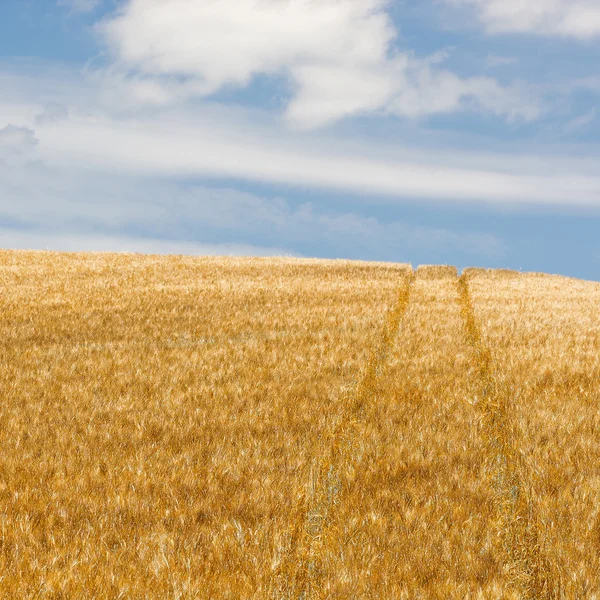 I campi di grano — Foto Stock