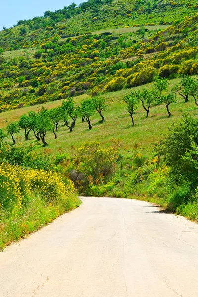 La strada asfaltata — Foto Stock