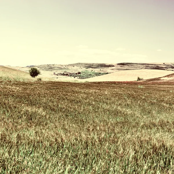 I campi di grano — Foto Stock