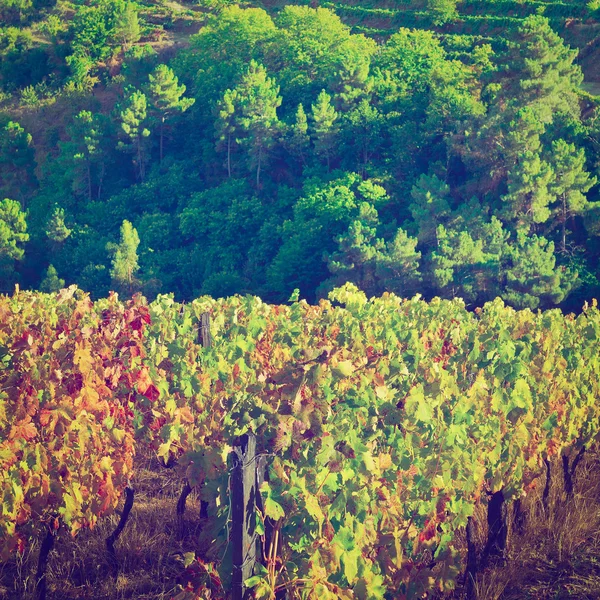 Виноградники Португалии — стоковое фото