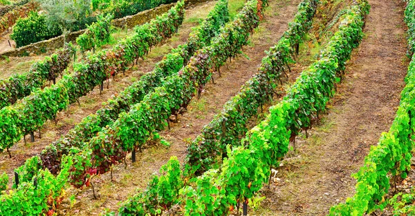 Vignoble au Portugal — Photo