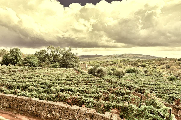 Vigneti in Portogallo — Foto Stock