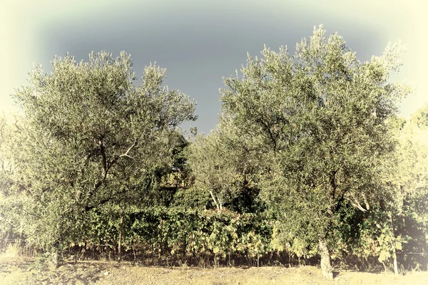 Tepeler bağında — Stok fotoğraf