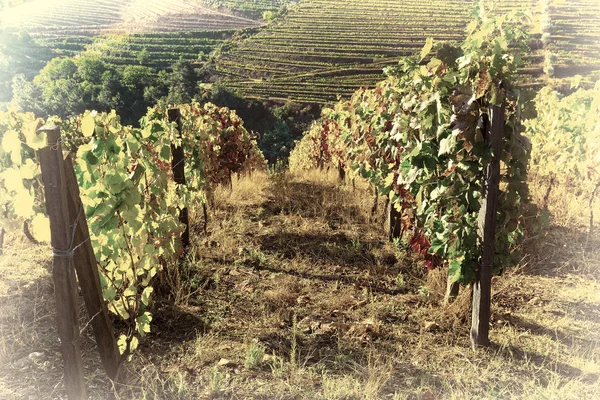 Wijngaard op de heuvels — Stockfoto