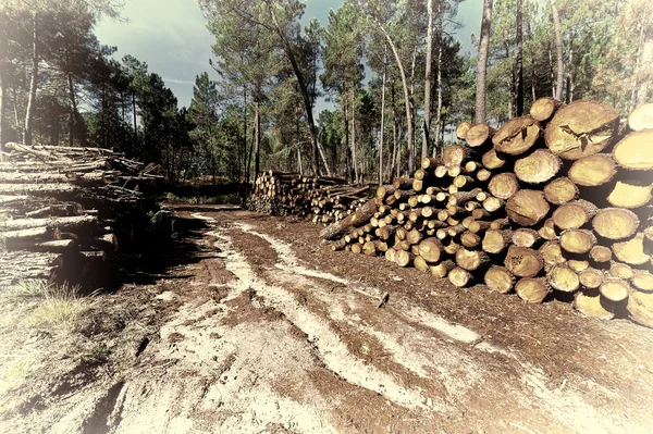 Tala en el bosque — Foto de Stock