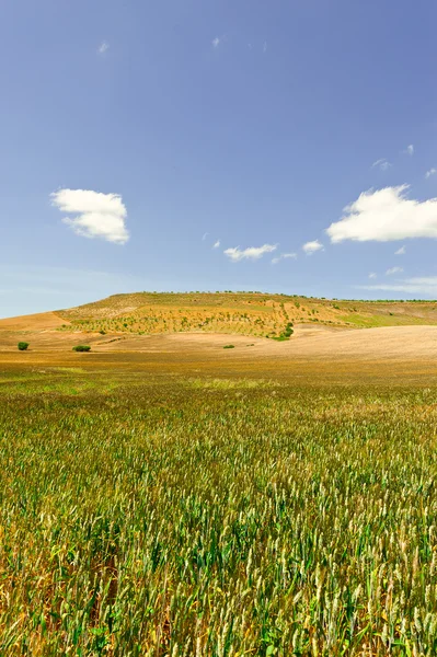 Os campos de trigo — Fotografia de Stock