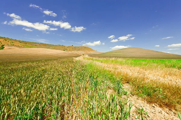 Die Weizenfelder — Stockfoto