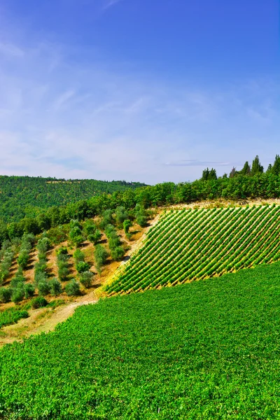 Vineyard in Italy — Stock Photo, Image