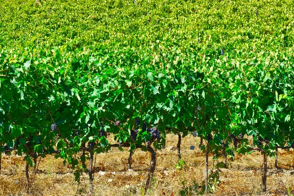 Üzüm İtalya — Stok fotoğraf