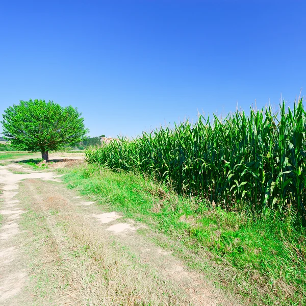 Landscape of Italy — Stock Photo, Image