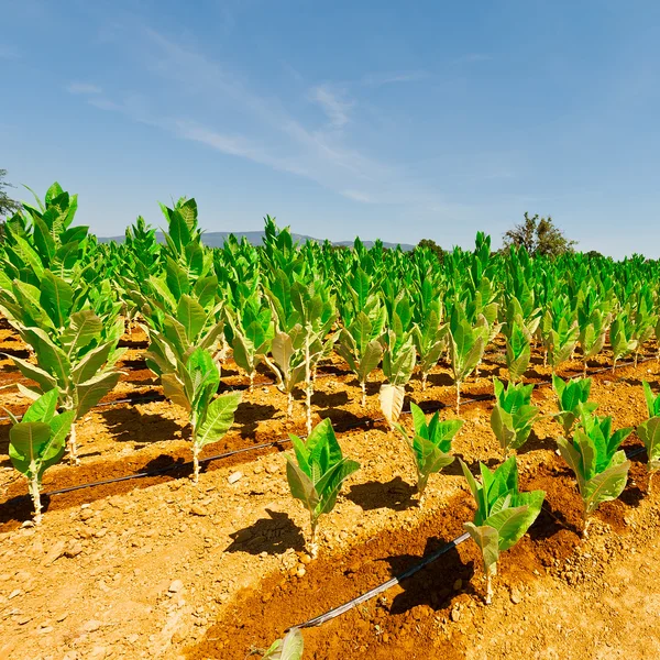 Landscape of Italy — Stock Photo, Image