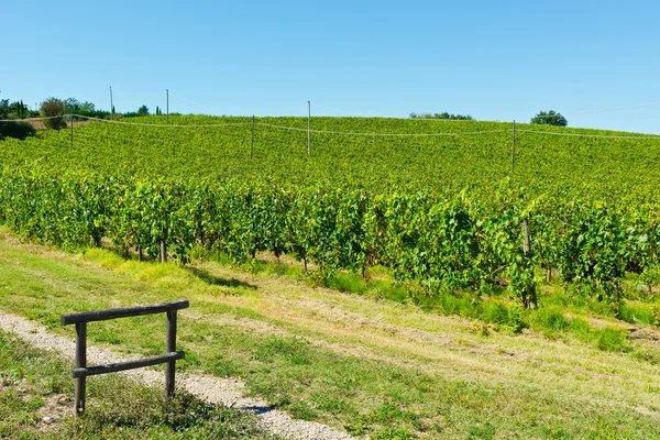 Viñedos en Italia — Foto de Stock