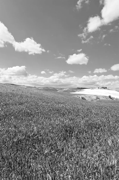 Natura in bianco e nero — Foto Stock