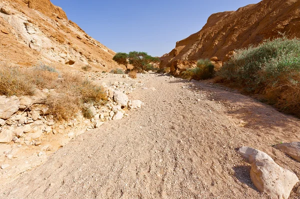 Desierto del Negev en Israel —  Fotos de Stock