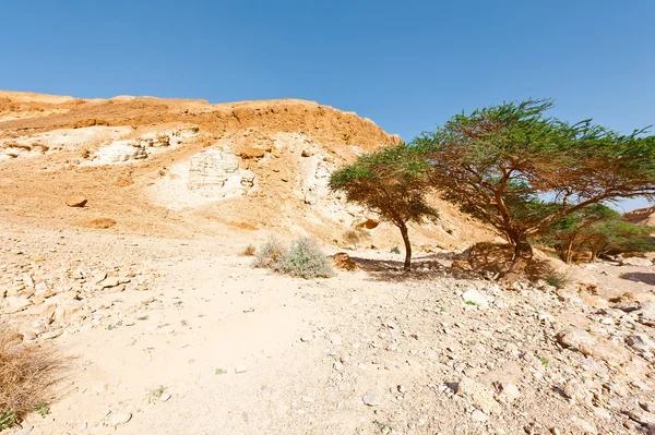 Negev sivatag Izraelben — Stock Fotó