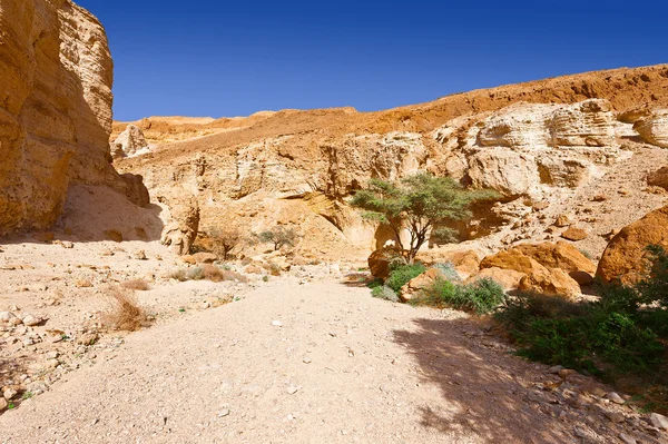 Gurun Negev di Israel — Stok Foto