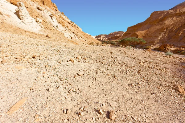 Negev Desert in Israel — Stock Photo, Image