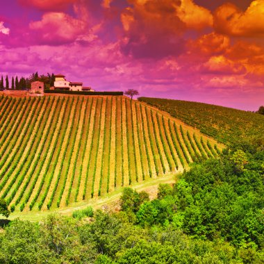 gün batımında bağ