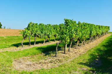 satır Vines