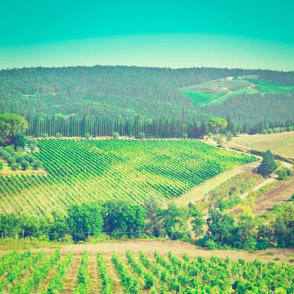 Vineyard in Italy — Stock Photo, Image