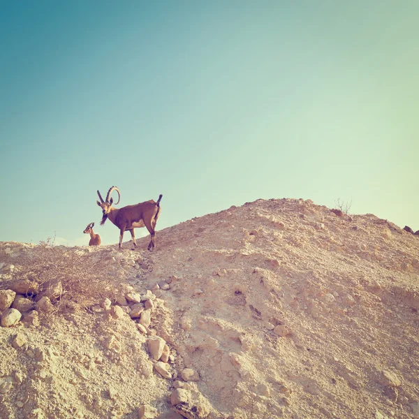 Δύο Ibexes στο Ισραήλ — Φωτογραφία Αρχείου