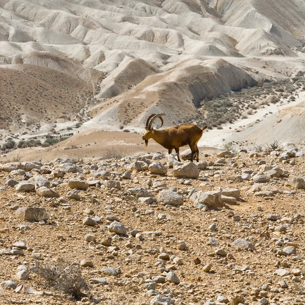 Bouquetin dans le désert — Photo