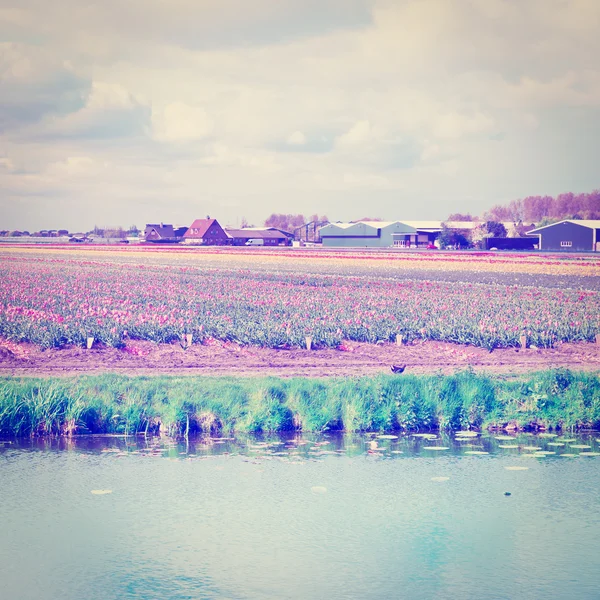 在荷兰的灌溉渠 — 图库照片