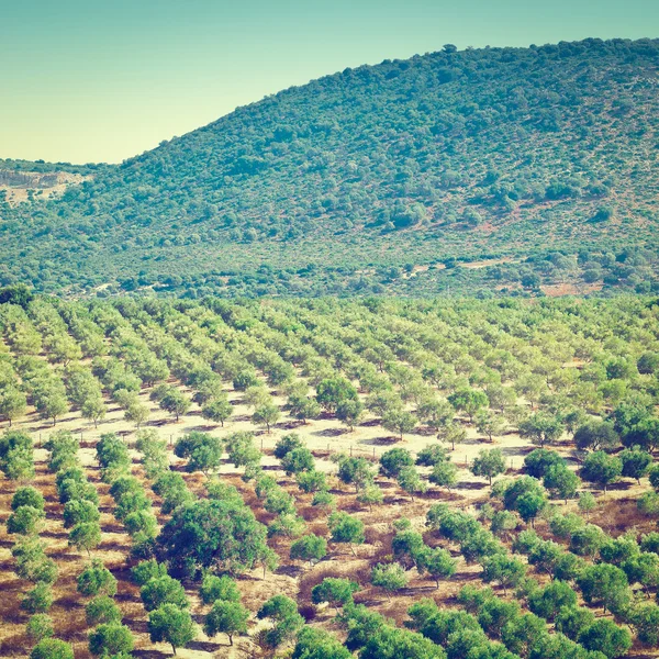 Olivträd i Spanien — Stockfoto