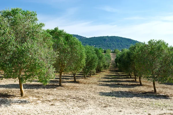 스페인에서 올리브 나무 — 스톡 사진