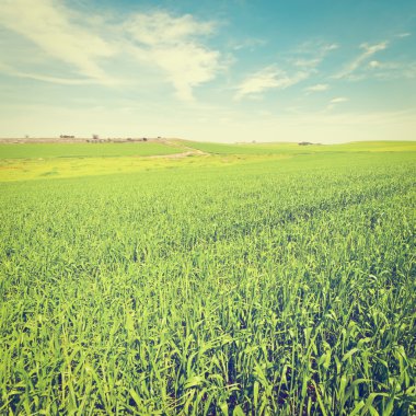 İsrail'den alanında