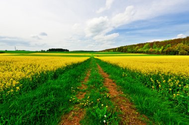 Almanya'da büyümüş yol