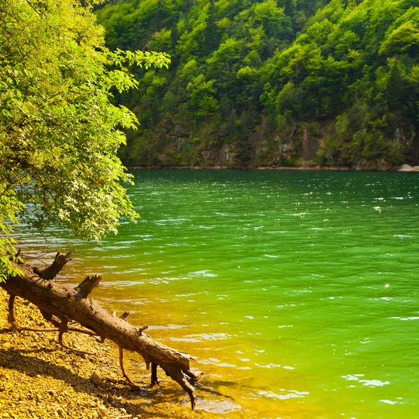 L'albero caduto — Foto Stock