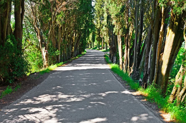 A estrada da floresta — Fotografia de Stock