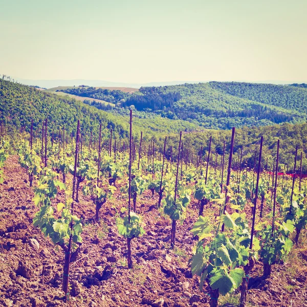 Wijngaard in Toscane — Stockfoto