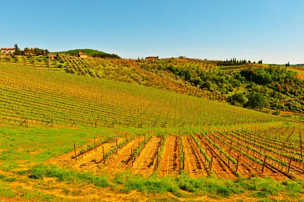 Vineyard in Tuscany — Stock Photo, Image