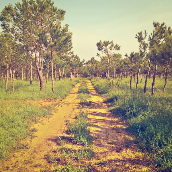 Coniferous  Forest in Italy — Stock Photo, Image