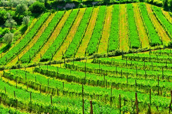 Vignoble en Italie — Photo