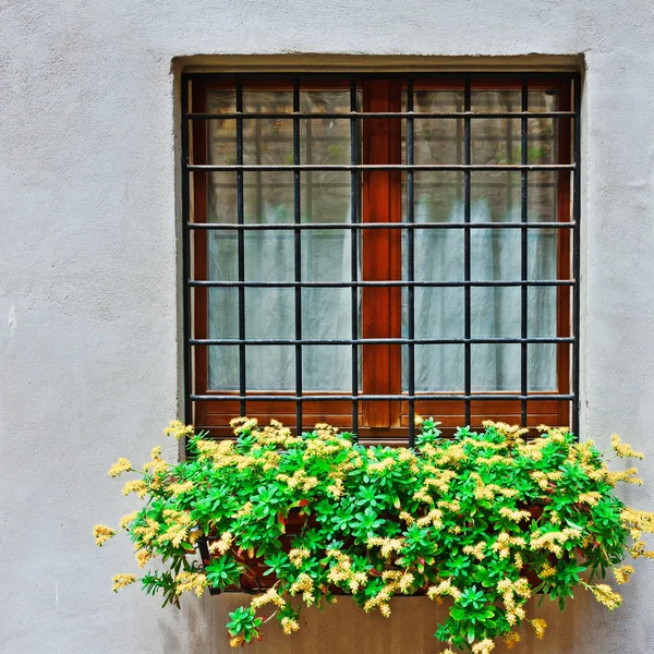 Window of Italian House — стокове фото